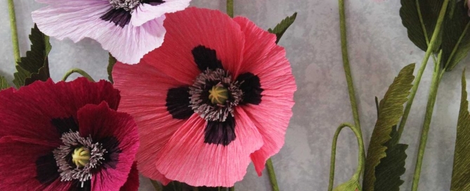 Paper Oriental Poppies A Petal Unfolds